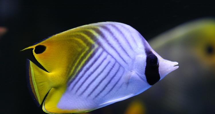 暗带蝴蝶鱼的全面饲养指南（打造完美的宠物水族箱，从暗带蝴蝶鱼开始）