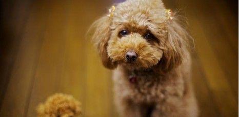 贵宾犬的饲养方法（细节决定成败，营造舒适环境促进健康成长）