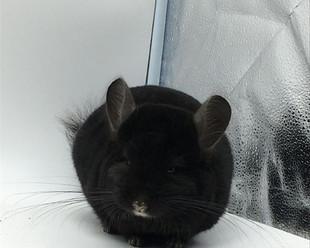 纯黑龙猫的饲养方法（打造舒适健康的家庭饲养环境）