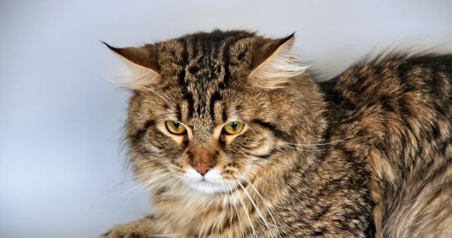 以西伯利亚森林猫为宠物的饲养方法（如何给你的森林猫提供最好的关爱与照顾？）