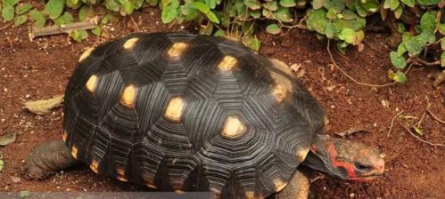 哥伦比亚红腿陆龟的饲养方法（营养、生活环境、疾病预防与治疗）