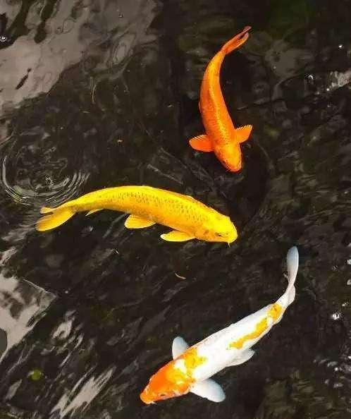 秋翠锦鲤的饲养技巧（打造家庭水族箱的最佳选择）