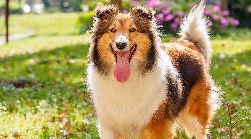 以喜乐蒂牧羊犬为宠物的养护指南（打造健康、快乐的喜乐蒂牧羊犬生活）