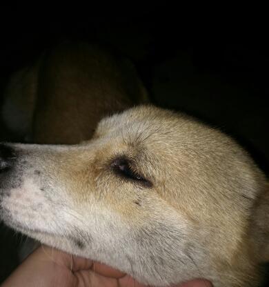 揭秘狗狗眼屎过多的原因（从健康到情感，多方面原因透彻分析）