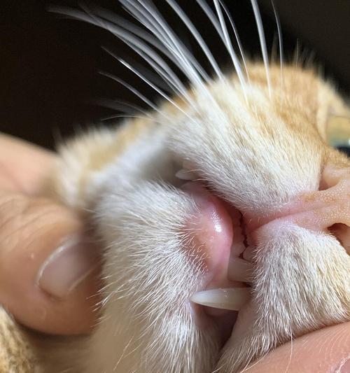 如何处理猫咪嘴角结痂肿？（治疗方法、预防措施及营养保健）