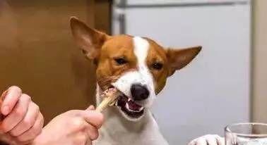 狗狗的挑食烦恼（如何应对狗狗挑食行为，让宠物健康成长）