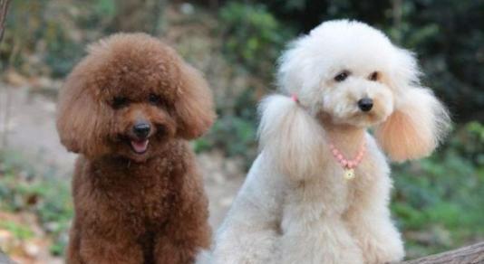 贵宾犬的饲养之道（如何让贵宾犬健康成长）