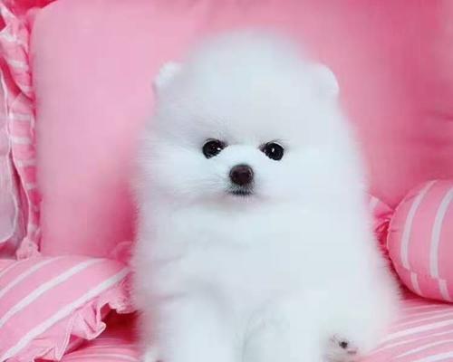 小巧可爱的博美犬，你一定爱不释手（掌握这15个点，让你对博美更了解）