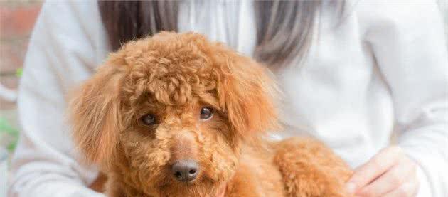 如何有效解决宠物狗狗体臭问题（一起来了解狗狗体臭的成因和解决办法）