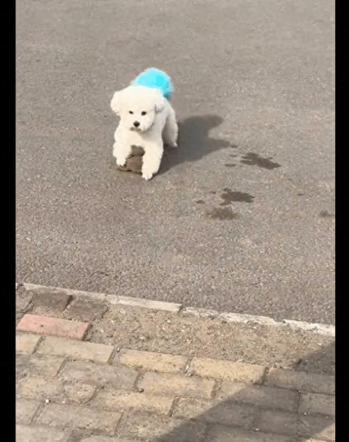 培养你的古牧犬做个彬彬有礼的绅士（培养你的古牧犬做个彬彬有礼的绅士）