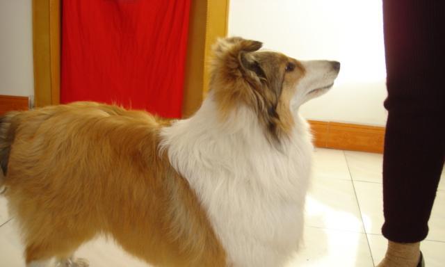 如何应对宠物犬喜乐蒂咬人问题（从行为原因到训练方法全解析，拯救你和狗狗的生命安全）