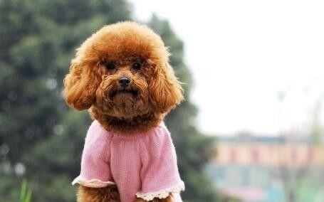 贵宾犬叫声的意义（探究贵宾犬不同叫声所代表的含义）