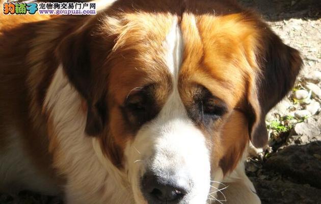 如何帮助你的宠物圣伯纳犬克服感冒（圣伯纳犬感冒了怎么办？——宠物饲主必看的应对措施）