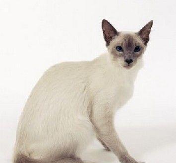 巴厘猫的饲养方法（宠物猫的最佳选择）
