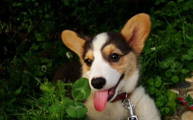 如何解决秋田犬厌食问题（宠物养护的必要性与技巧）