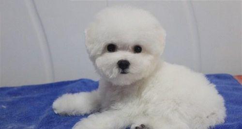 如何判断比熊幼犬长大的年龄？（从体型、行为和生理特征三方面解析）