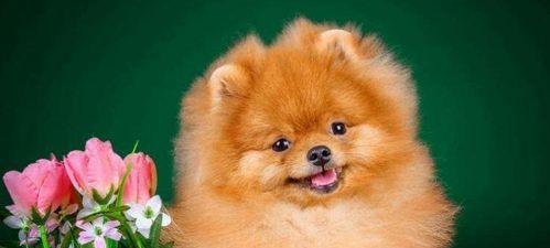 宠物博美是否易感狂犬病毒？（了解博美的狂犬病毒预防与治疗措施）