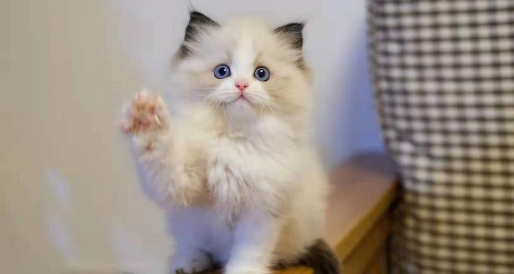 5月布偶猫的喂养指南（每日喂食次数、食物选择、水的供应和注意事项）