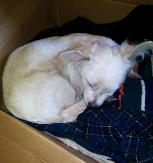 京巴犬拉肚子怎么办？教你应对宠物腹泻问题（宠物主人必看的京巴犬腹泻怎么办全解析）