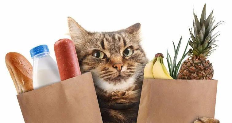 猫咪为什么发烧不吃东西？（探究猫咪发烧不吃东西的原因和解决方法）