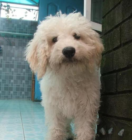 以可蒙犬喂养全攻略（打造健康快乐的宠物生活）