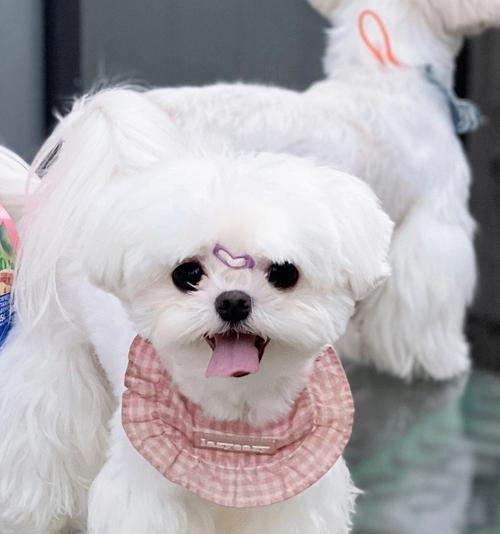 西施犬的魅力（探索宠物世界中最受欢迎的小狗）