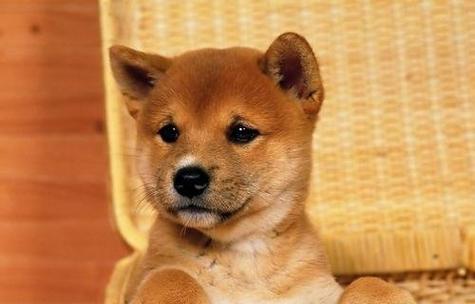 秋田犬的特点和适应人群（为什么秋田犬不适合小孩养？关注这些细节！）