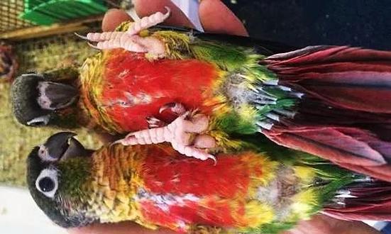 如何正确饲养宠物——桃额锥尾鹦鹉（一份全面的饲养指南）