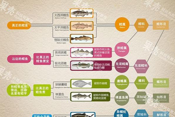 斯凯梗饲养全攻略（了解斯凯梗饲养的关键，培养快乐健康的爱犬生活）