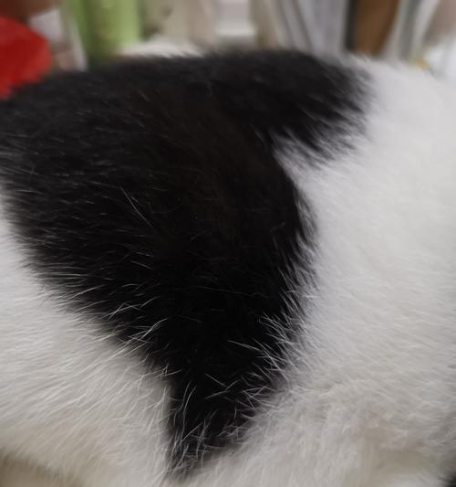 如何饲养一只缎毛白色凤冠天竺鼠？（从饲养环境到日常护理，让你成为天竺鼠的贴心主人）