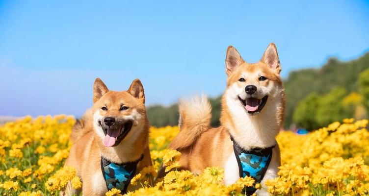 四季秋田犬的护理（让宠物健康快乐度过一年四季）