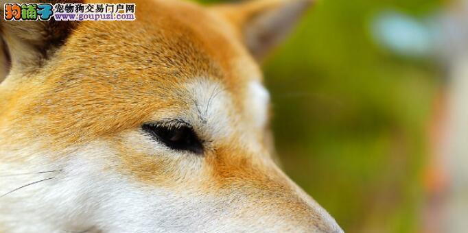 老年秋田犬的护理方法（宠物狗的生活保健指南）