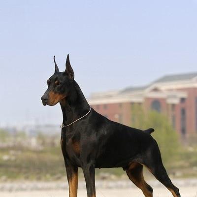 如何培养一只出色的训拳师犬（以宠物为主，用正确方法让犬只成为训练专家）