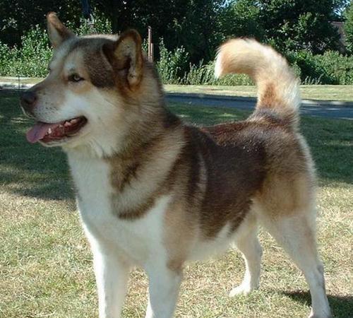 如何饲养大瑞士山地犬（了解犬的特点和需求，打造健康幸福的宠物生活）