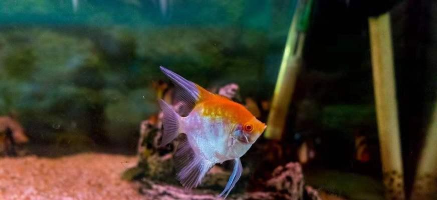 埃及神仙鱼的饲养方法（打造一个舒适健康的水族箱环境）