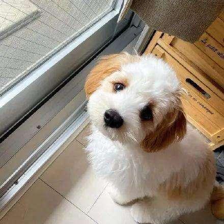 骑士查理王小猎犬的养护指南（掌握这15个养犬技巧，让你的狗狗健康快乐）