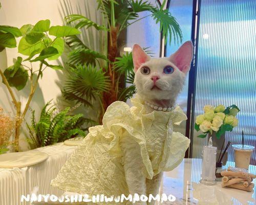 斯芬克斯猫的饲养指南（如何照顾你的斯芬克斯猫？）