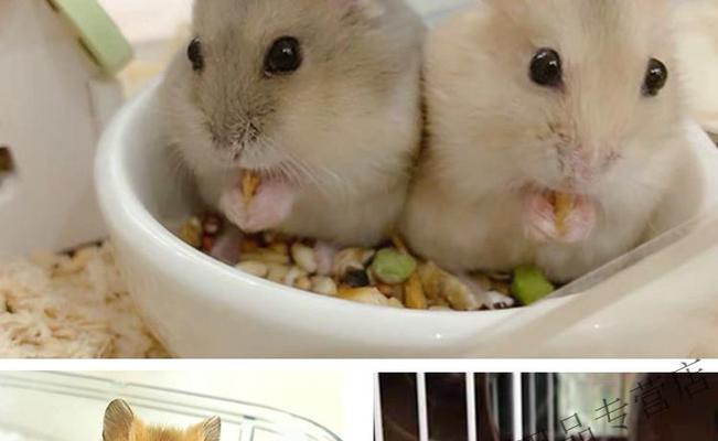 三线仓鼠的饲养方法（打造舒适家园，让你的三线仓鼠健康快乐）