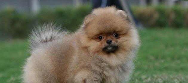 罗秦犬的饲养全指南（从营养、训练到健康，提供一站式犬主必读建议）