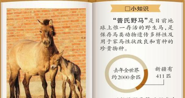 戈壁兔的饲养指南（从入门到精通，让你成为专业兔友！）