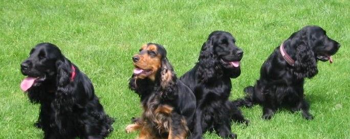 卷毛寻回犬的完美饲养方法（培养健康快乐的卷毛寻回犬生活方式）