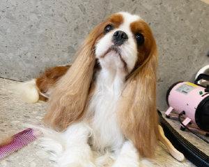 饲养骑士查理王小猎犬的全面指南（了解宠物饲养基本知识，打造贴心呵护的家）