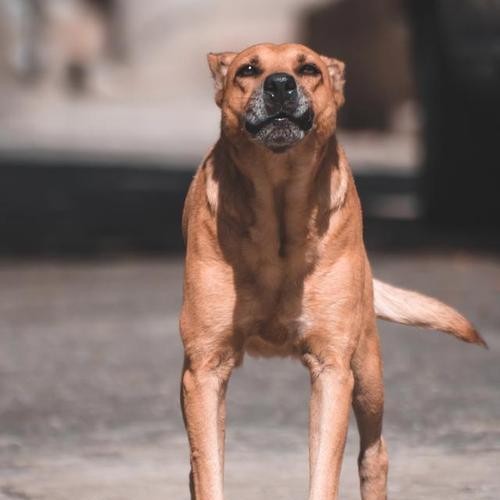 探秘比特犬的特点（了解这种宠物的魅力）