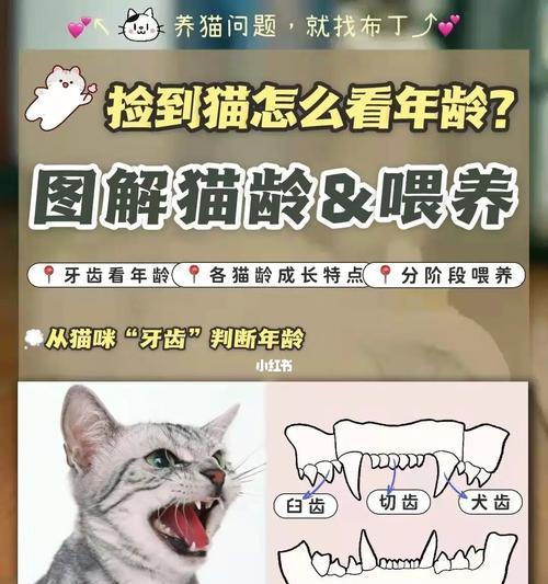 猫咪换牙齿，注意事项大揭秘！（宠物家长必看，助力猫咪健康成长）