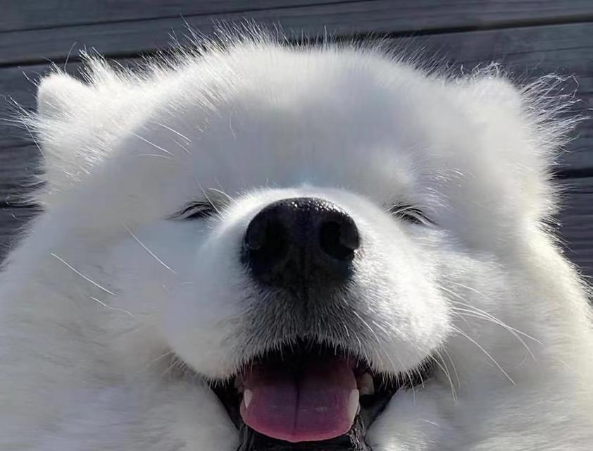 银狐犬的饲养指南（建立健康亲密的宠物关系）