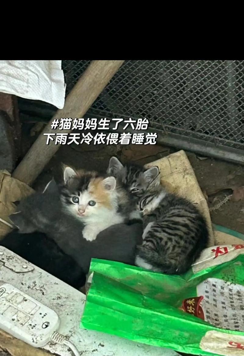 如何给幼猫洗澡（注意事项与步骤）