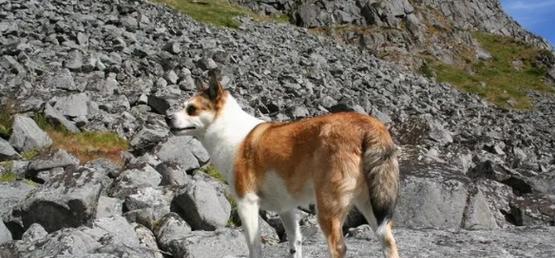5月龄挪威猎犬的喂养指南（从宠物角度看，如何给你的挪威猎犬提供最佳营养）