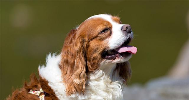 查理王犬的体味究竟如何？（探究查理王犬体味成因及解决方法）