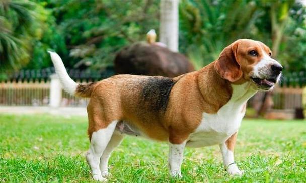 比格犬长脂肪瘤的原因（探究比格犬长脂肪瘤的成因及如何预防）
