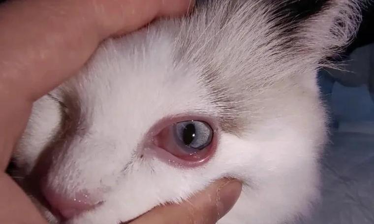 如何治疗猫咪眼睛红流眼泪鼻涕（缓解猫咪眼部不适，）
